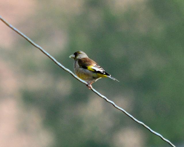 Grey-capped Greenfinsh